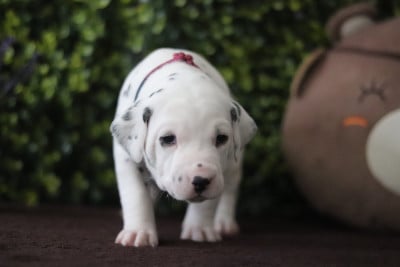 Les chiots de Dalmatien