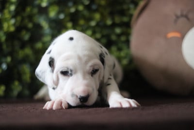 Les chiots de Dalmatien