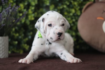 Les chiots de Dalmatien