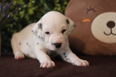 Les chiots de Dalmatien