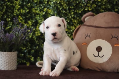 Les chiots de Dalmatien