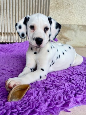 Les chiots de Dalmatien