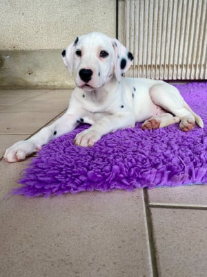 Les chiots de Dalmatien