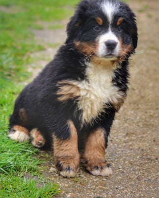 Les chiots de Bouvier Bernois
