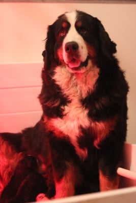 Les chiots de Bouvier Bernois