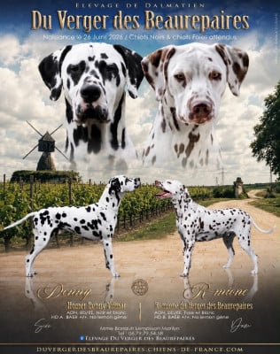 Les chiots de Dalmatien