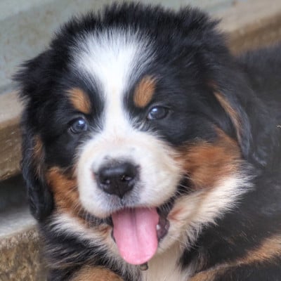 Les chiots de Bouvier Bernois