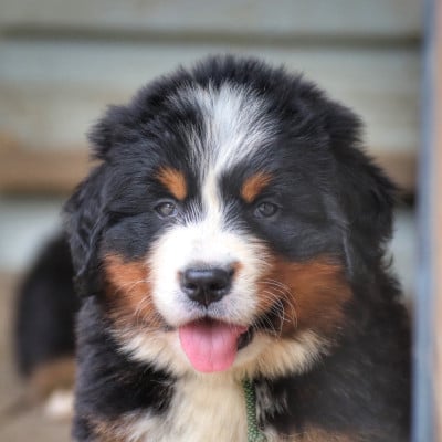 Les chiots de Bouvier Bernois
