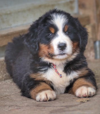 Les chiots de Bouvier Bernois