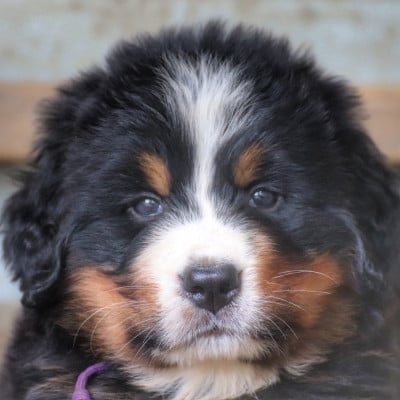 Les chiots de Bouvier Bernois
