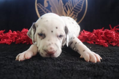 Les chiots de Dalmatien