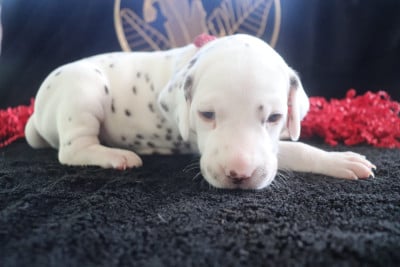 Les chiots de Dalmatien