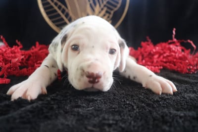 Les chiots de Dalmatien