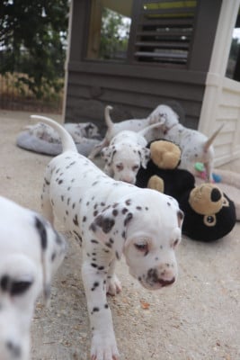 Les chiots de Dalmatien