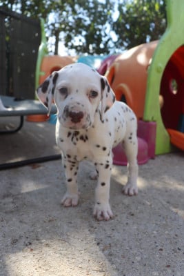 Les chiots de Dalmatien