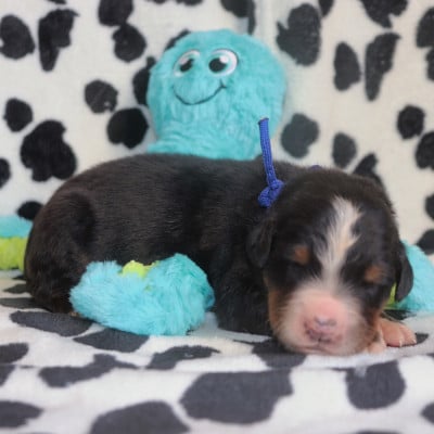 Les chiots de Bouvier Bernois