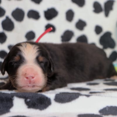 Les chiots de Bouvier Bernois