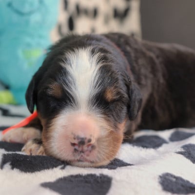 Les chiots de Bouvier Bernois