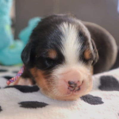Les chiots de Bouvier Bernois