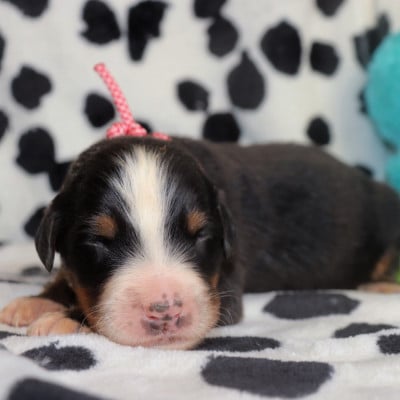 Les chiots de Bouvier Bernois