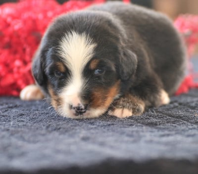 Les chiots de Bouvier Bernois