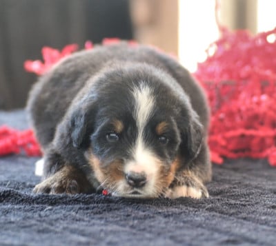 Les chiots de Bouvier Bernois