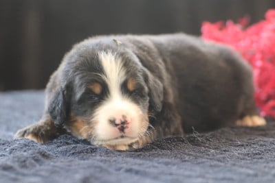 Les chiots de Bouvier Bernois