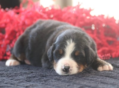 Les chiots de Bouvier Bernois