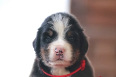 Les chiots de Bouvier Bernois