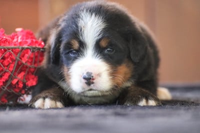 Les chiots de Bouvier Bernois