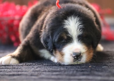 Les chiots de Bouvier Bernois