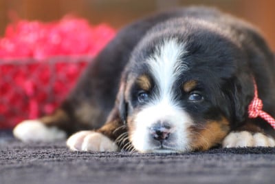Les chiots de Bouvier Bernois