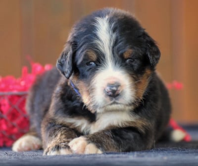 Les chiots de Bouvier Bernois