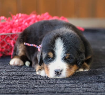 Les chiots de Bouvier Bernois