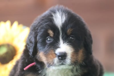 Les chiots de Bouvier Bernois