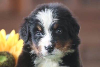 Les chiots de Bouvier Bernois