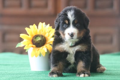 Les chiots de Bouvier Bernois