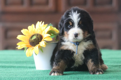 Les chiots de Bouvier Bernois