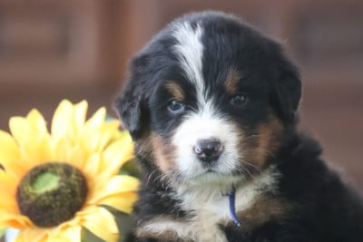 Les chiots de Bouvier Bernois