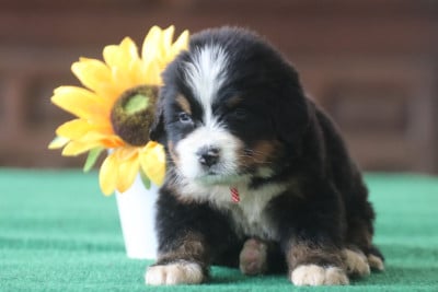 Les chiots de Bouvier Bernois