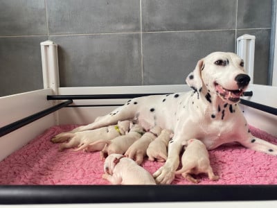 Les chiots de Dalmatien