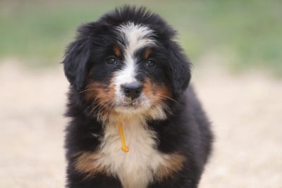 Les chiots de Bouvier Bernois