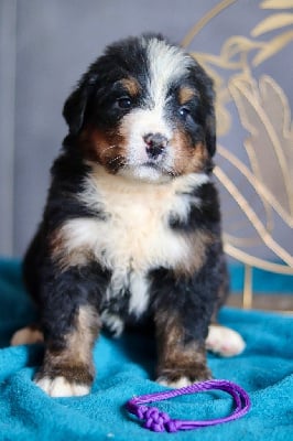 Les chiots de Bouvier Bernois