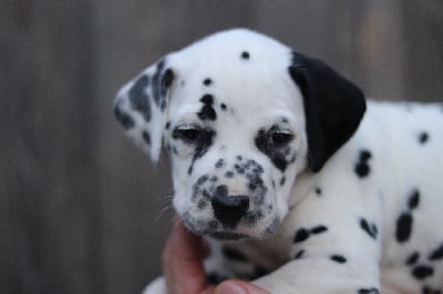 Les chiots de Dalmatien