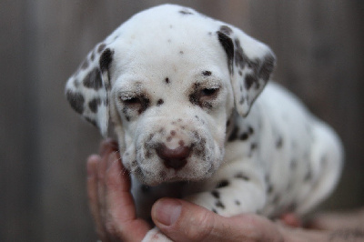 Les chiots de Dalmatien