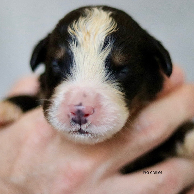 Les chiots de Bouvier Bernois