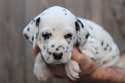 Les chiots de Dalmatien