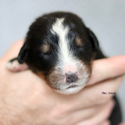 Les chiots de Bouvier Bernois