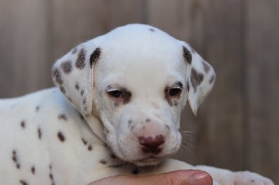 Les chiots de Dalmatien