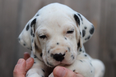Les chiots de Dalmatien